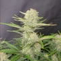 Насіння конопель APRICOT Auto від Fast Buds